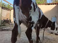 گاو ماده, Simmental cattle — عکس 5