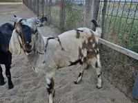 Теке, Nubian Goat — 5-сурет