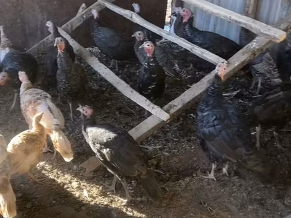 Turkeys