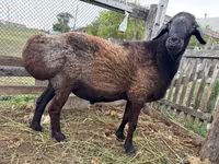 Widder, Hissar sheep — Foto 1