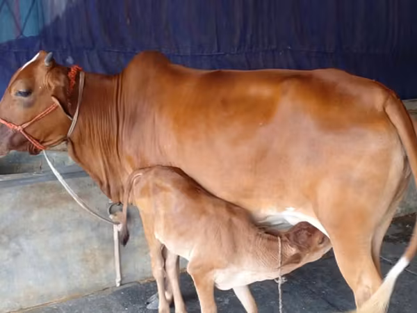 Cow, Cattle — Bangladesh