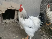Brahma — foto 2