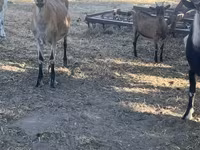 بز نر, بز — عکس 4