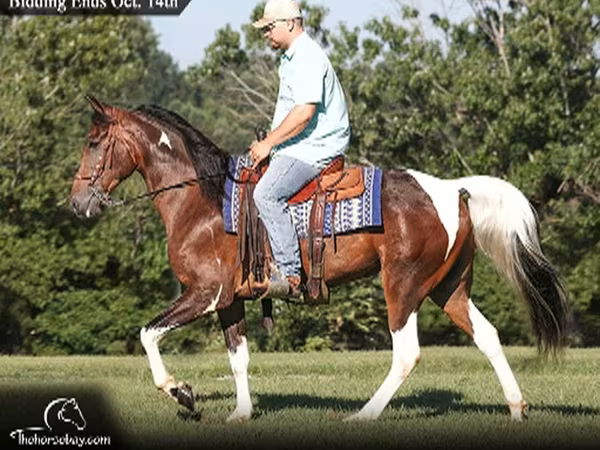 Hengst, Tennessee Walking Horse