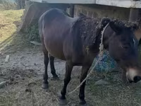 Kuda betina, Horses — foto 4
