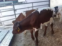 Buqa, Simmental cattle — 2-rasm
