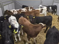 گاو نر, Russian Black pied cattle — عکس 7