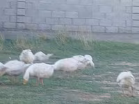 Geese — снимка 5