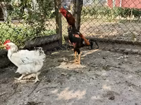 Chickens — foto 4