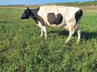 گاو ماده, Simmental cattle — عکس 1