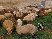 Sheep (batch, sex not specified), Sheep — photo 1