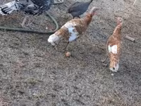 Turkeys — รูปภาพ 1