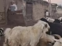 بز نر, بز — عکس 2
