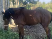 Kobyła, Arabian horse — zdjęcie 4