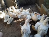 Ducks — 8-rasm