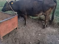 Krowa, Bydło — zdjęcie 3