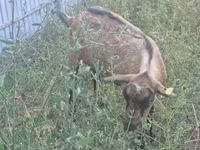 ፍየል, Alpine goat — ፎቶ 1
