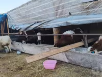 گاو نر, Simmental cattle — عکس 4