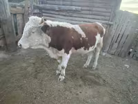 Bulle, Kasachische Weißkopfkuh — Foto 2