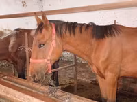 Aygır, Manipuri pony — foto 8
