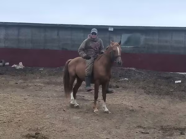 घोड़ी, Horse breed