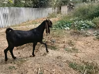 แพะตัวเมีย, Kamori goats — รูปภาพ 5