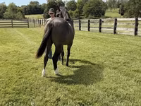 اسب نر, Rocky Mountain Horse — عکس 6