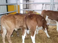 Býk, Simmental cattle — foto 5