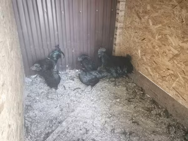 Ayam Cemani