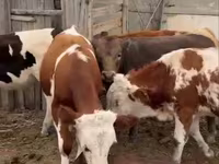 Toro, Simmental cattle — foto 3