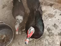 domácí kachna pižmová — foto 4