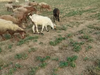 بز ماده, بز — عکس 3