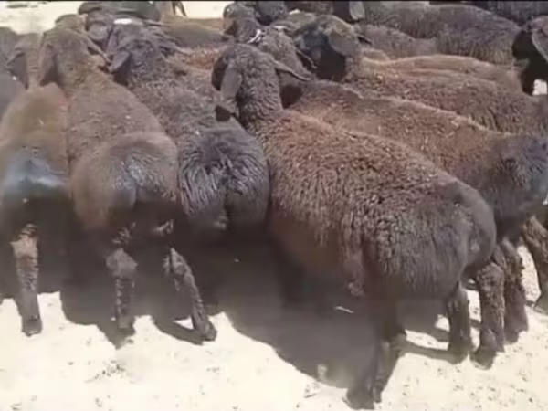 قوچ, گوسفند