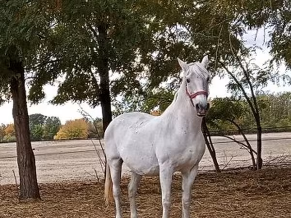 암말, Lipizzaner