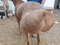Carnero, Arashan sheep — foto 2