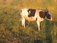 گاو و گوساله (گروه، جنسیت مشخص نشده), Russian Black pied cattle — عکس 1