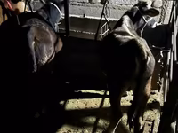 Bulle, Swiss cattle — Foto 4