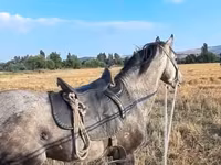 گھوڑا, Azerbaijan horse — تصویر 3