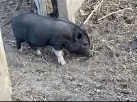 หมูป่าตัวผู้, Вьетнамская вислобрюхая — รูปภาพ 1