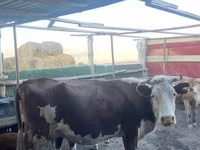 Сиыр, Simmental cattle — 1-сурет
