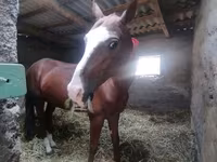 Hengst, Akhal-Teke — Foto 5