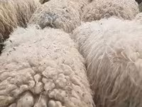 گوسفند (گروه، جنسیت مشخص نشده), گوسفند — عکس 2