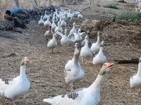 Geese — الصورة 3