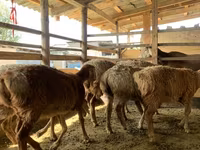பெண் ஆடு, Arashan sheep — புகைப்படம் 7
