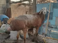 قوچ, Arashan sheep — عکس 1