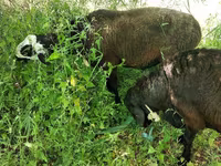 قوچ, Hissar sheep — عکس 2