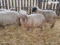 Vædder, Racka sheep — foto 8