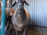 Ovca, Hissar sheep — fotografija 2