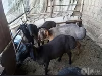 በጎች (ቡድን፣ ጾታ አልተጠቀሰም), Sheep — ፎቶ 1