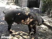 Babi jantan, Дюрок — foto 3